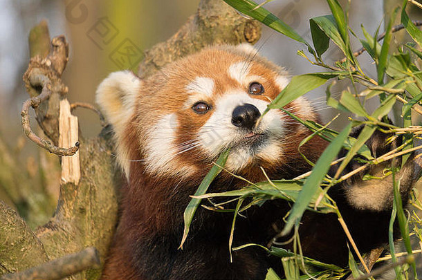 熊猫红色的熊动物富尔根ailurus亚洲可爱的自然白色野生眼睛野生动物哺乳动物中国猫小绿色较小的使用