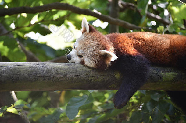 红色的熊猫休息树