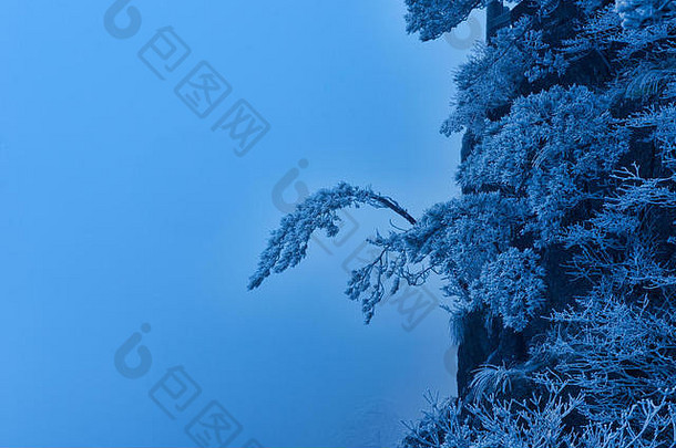 孤独的树新鲜的Rime封面雪黄山国家公园安徽中国
