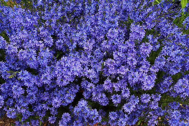 婆婆纳属的植物蓝色的春天花维罗妮卡奥地利人