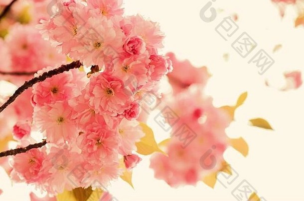 自然美樱花盛开的树自然花背景美丽的春天花粉红色的樱桃树花生活开始自然增长醒着的女人的一天母亲一天假期