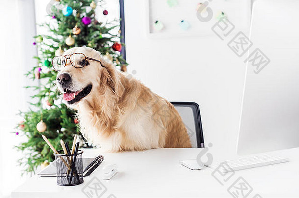 狗眼镜坐着椅子<strong>圣诞节</strong>树背景