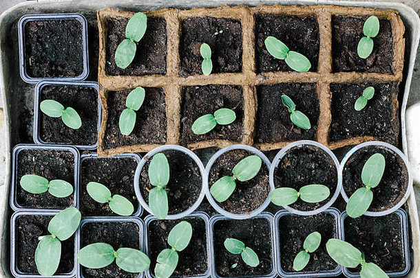 年轻的植物豆芽锅形状盆栽<strong>幼苗</strong>日益增长的可生物降解的泥炭莫斯锅