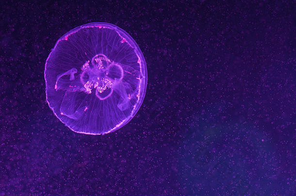 奥雷利亚奥里塔半透明的月亮水母游泳内部水族馆