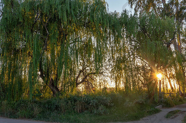 太阳闪亮的柳树树早期早....