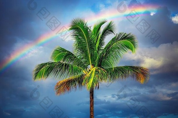 棕榈树多云的天空彩虹