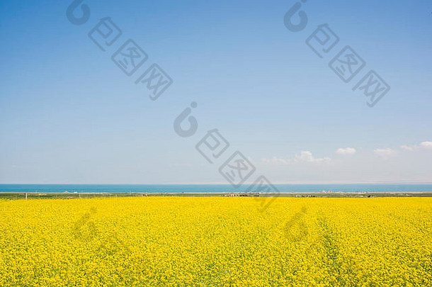 油菜花花海蓝色的天空青海湖中国