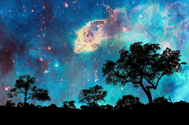晚上景观轮廓树布满星星的晚上