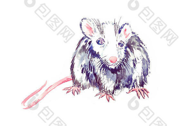 小有趣的白灰色老鼠蓝色的眼站直水彩绘画孤立的白色插图设计元素邀请