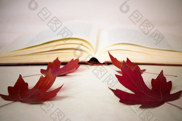 象征返回学校开放书红色的枫木叶子模糊图像概念教育知识自我发展