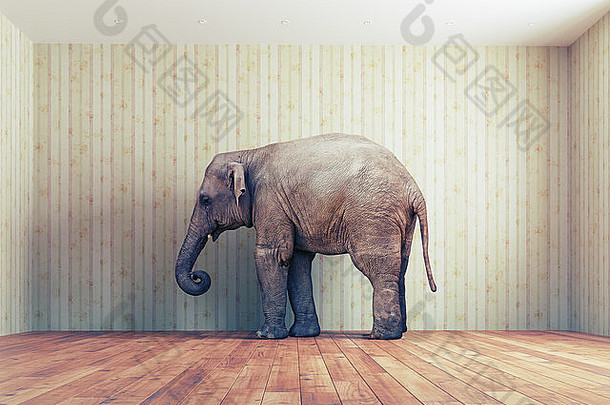 孤独的大象房间有创意的概念