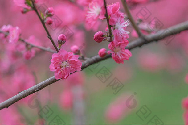 粉红色的花李子花朵植物花园公园武汉城市湖北中国