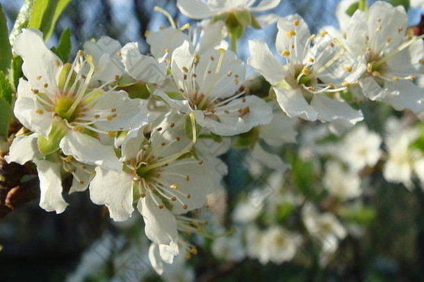 白色春天樱桃花朵开花前景散焦
