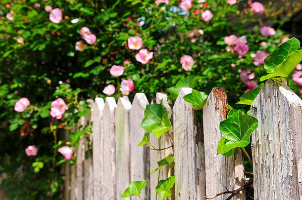 花园玫瑰栅栏