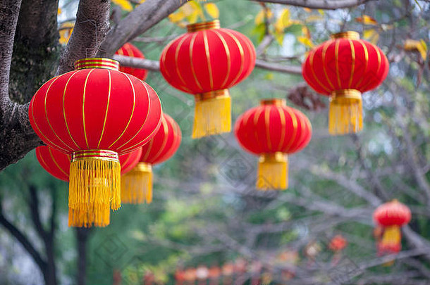 红色的中国人灯笼挂树文化公园成都中国