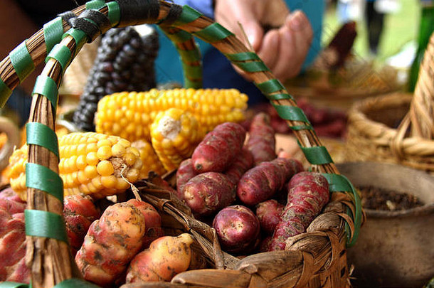 紫色的黄色的玉米玉米穗轴土豆篮子