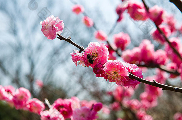 美丽的李子花朵南京中国