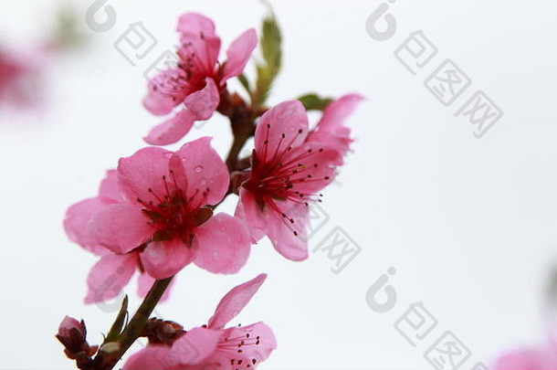 豪华的桃子花朵春天