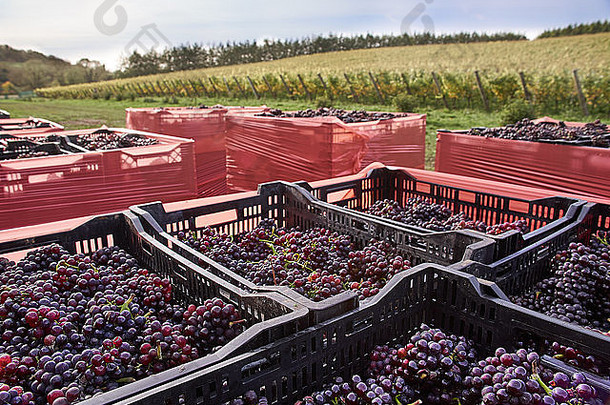 盒子成熟的红色的葡萄新鲜的收获