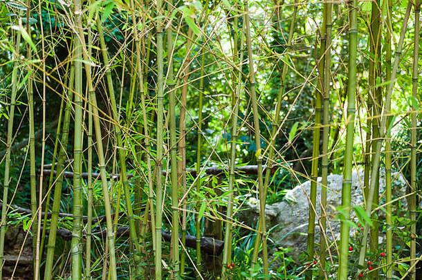 竹子茎柳克植物花园马略卡岛西班牙