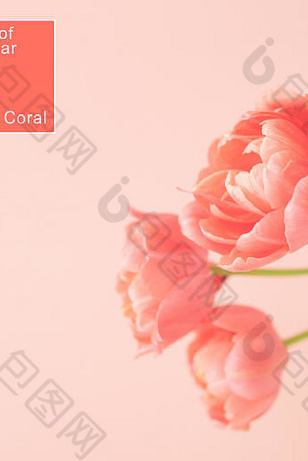 牡丹开花郁金香时尚的生活珊瑚颜色最小的风格概念卡颜色一年