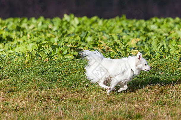 白色波美拉尼亚的狗运行草场