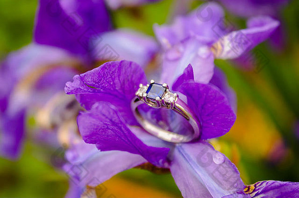 订婚环钻石蓝宝石栖息紫色的花