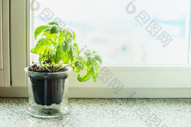 罗勒植物能窗台上厨房烹饪草本植物