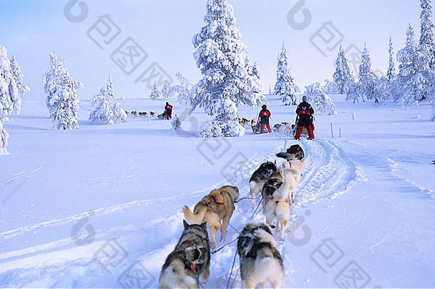 雪橇狗拉普兰芬兰