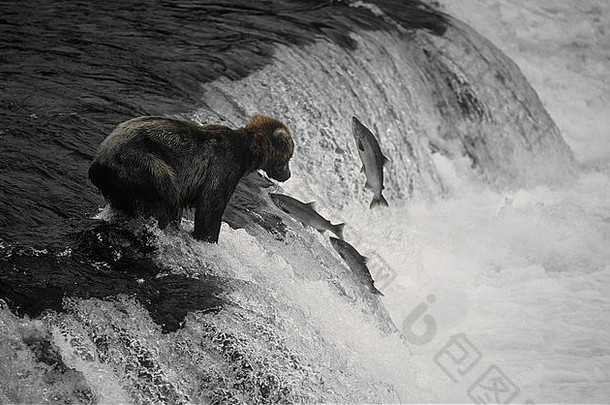 棕色（的）熊熊属arctos收集布鲁克斯瀑布布鲁克斯河饲料红大马哈鱼大马哈鱼使水疗中心