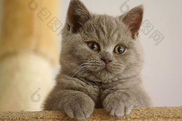 甜蜜的淡紫色紫色的英国短毛猫小猫