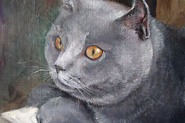 肖像英国shorhair猫