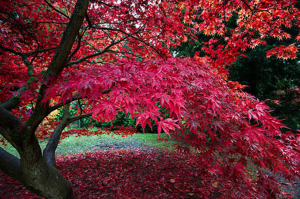 秋天颜色韦斯顿伯特英格兰南东范围温暖的颜色红色橙色音调更明亮的黄色