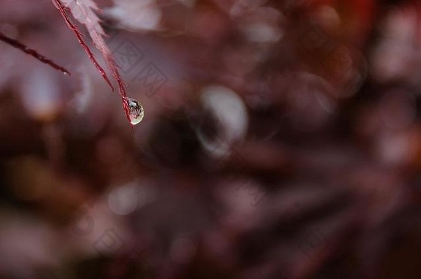 单雨滴结束红色的枫木叶