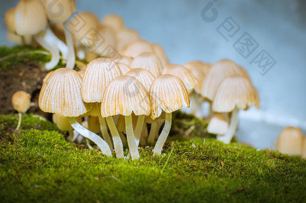 野生蘑菇绿色草