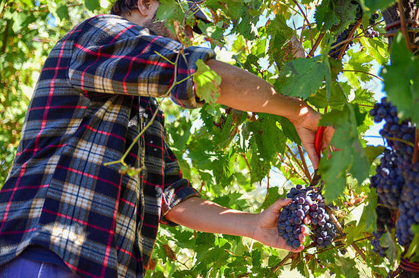 年轻的农民男人。工作收获意大利阳光明媚的秋天一天红色的葡萄葡萄园生产酒