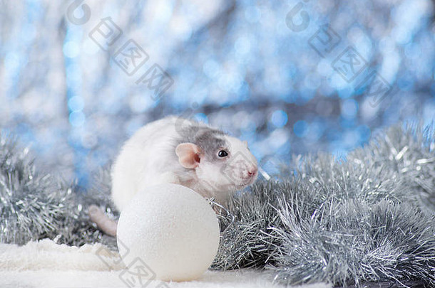 一年概念可爱的白色国内老鼠一年的装饰象征一年老鼠礼物玩具花环圣诞节树分支机构