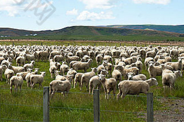 群羊围场全景