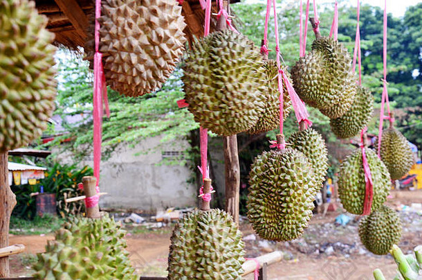 榴莲王水果热带水果亚洲挂出售当地的市场路paksechampasak老挝