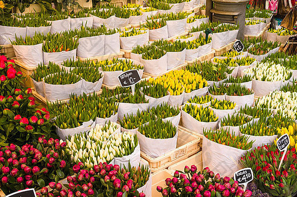 郁金香出售花市场