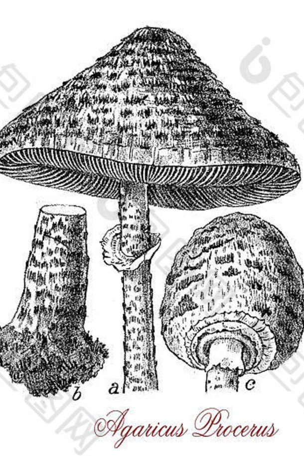 古董雕刻阳伞蘑菇帽覆盖蛇形皮肤大帽直径有毒吃生
