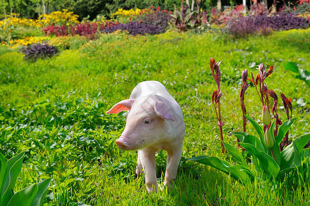 猪背景绿色草花