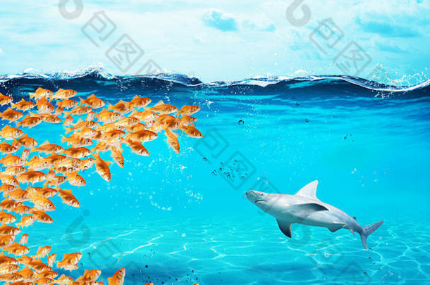 金鱼等集团使大口吃鲨鱼概念团结力量团队合作伙伴关系