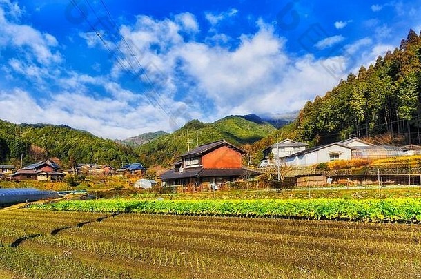 春天洋葱作物黑色的土壤日本农业村远程农场《京都议定书》包围农场房子温室