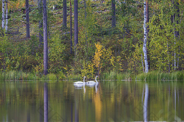 狂欢的人天鹅天鹅座天鹅座游泳湖森林秋天彩色的树反映水博登