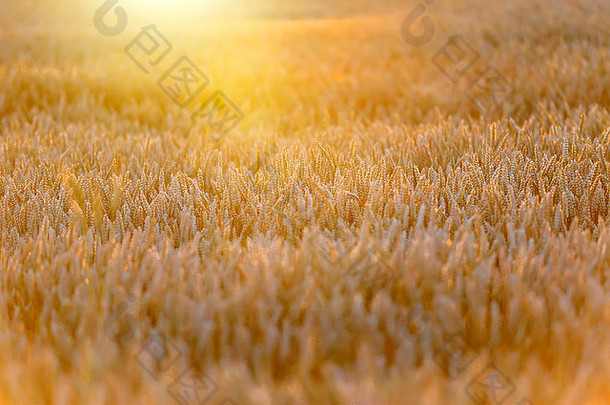 耳朵成熟的小麦背景太阳晚上