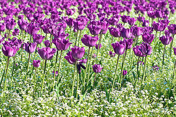 紫色的郁金香花园明亮的阳光明媚的春天一天