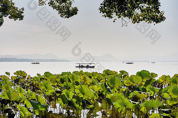 视图水生植物的轮廓钓鱼船韦斯特莱克杭州中国