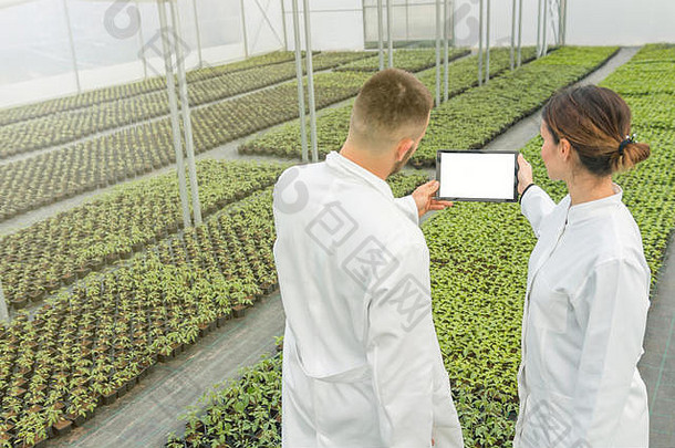白色屏幕平板电脑温室农业工程师平板电脑温室幼苗日益增长的