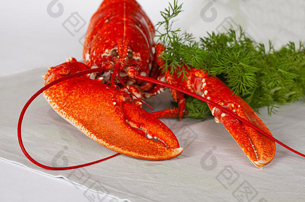 新鲜煮熟的红色的龙虾说谎表格莳萝关闭图像